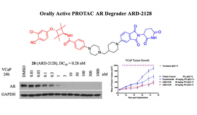 ARD-2128是一种PROTAC AR降解剂，具有出色的血浆和微粒体稳定性，体外稳定性和PK研究通过东盟体育
进行