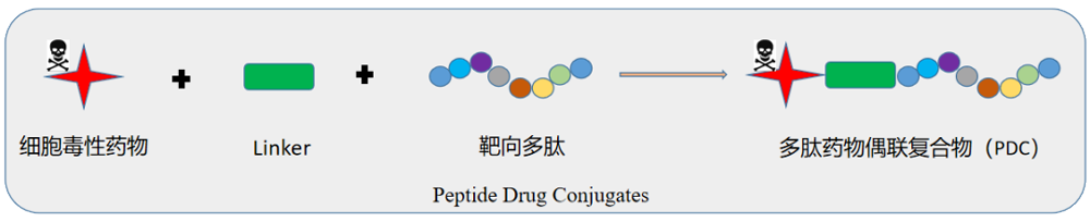 多肽偶联东盟体育
（PDC）结构示意图.png